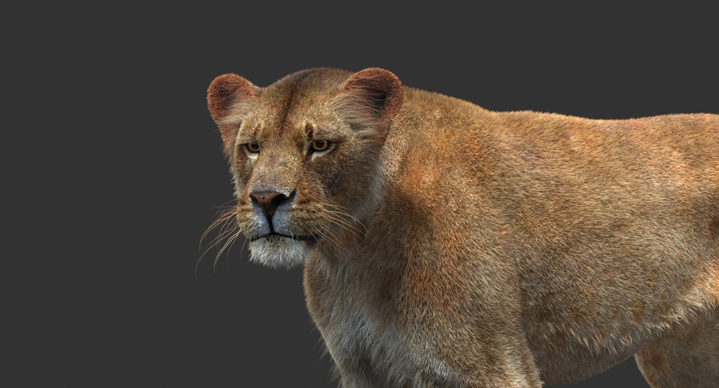 Animated Lioness Fur 3D Model Two Colors