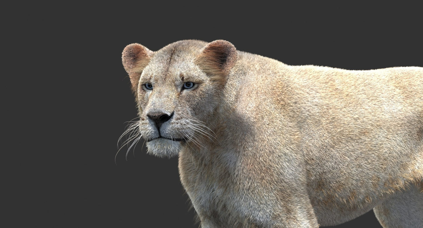 Animated Lioness Fur 3D Model Two Colors