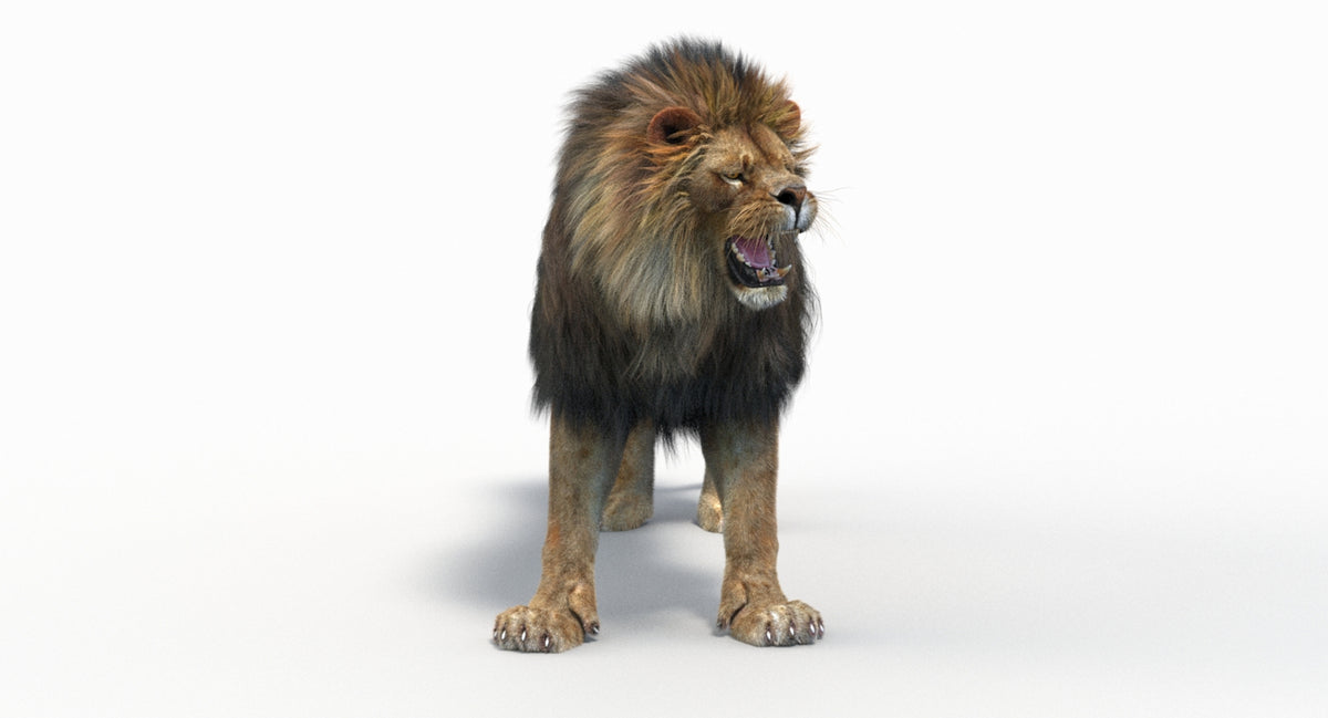 Animated Lion 3D Model - Hair and Fur | Two Colors / V-Ray - 360 Degree View