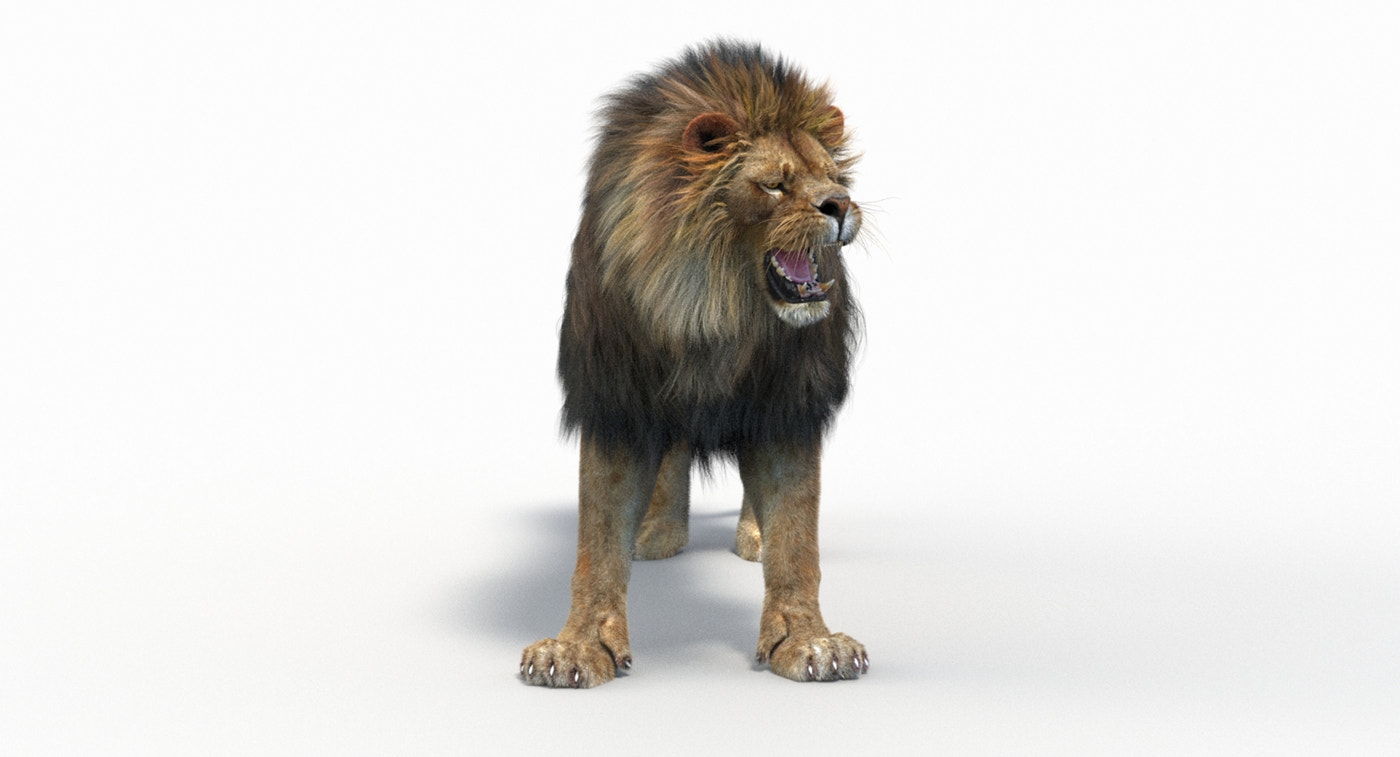Animated Lion with Fur Two Colors 3D Model - 360 Degree View