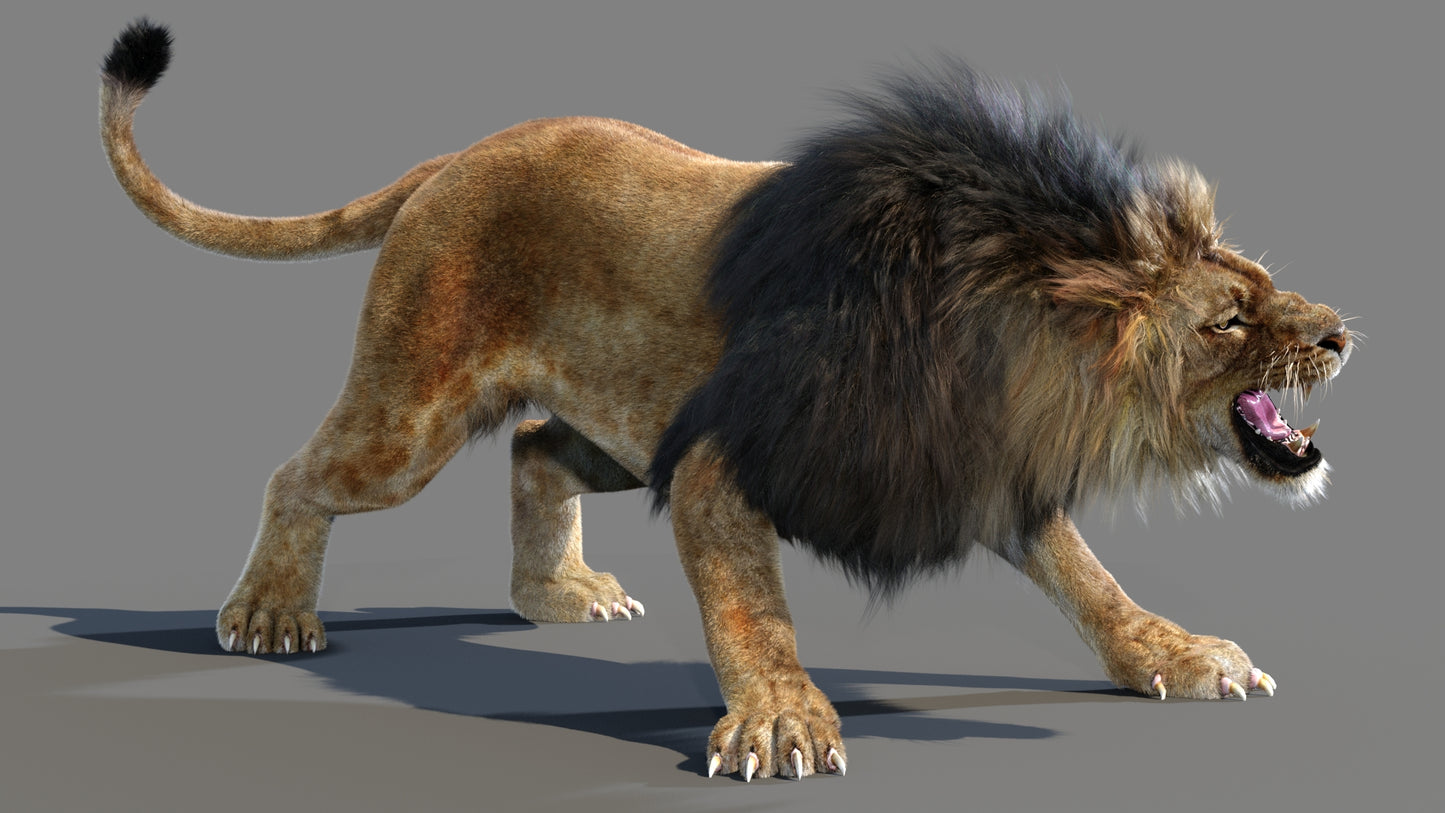 Animated Lion 3D Model Fur