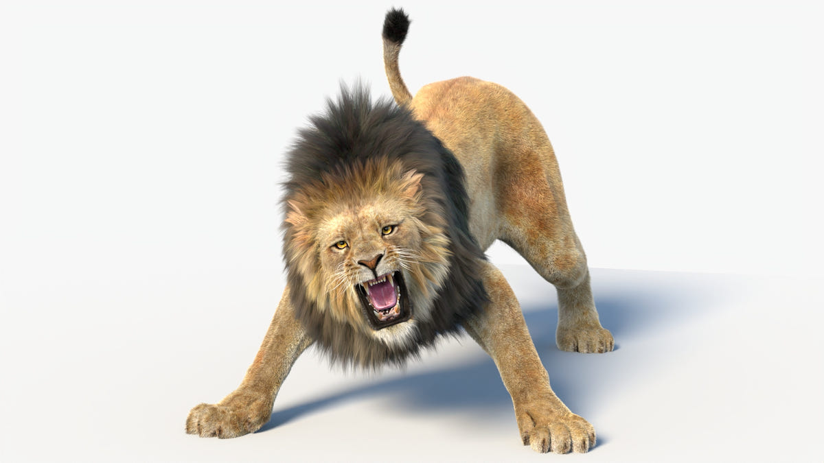 Lion roaring on a white background