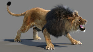 Animated Lion 3D Model with Fur for Download Thumbnail