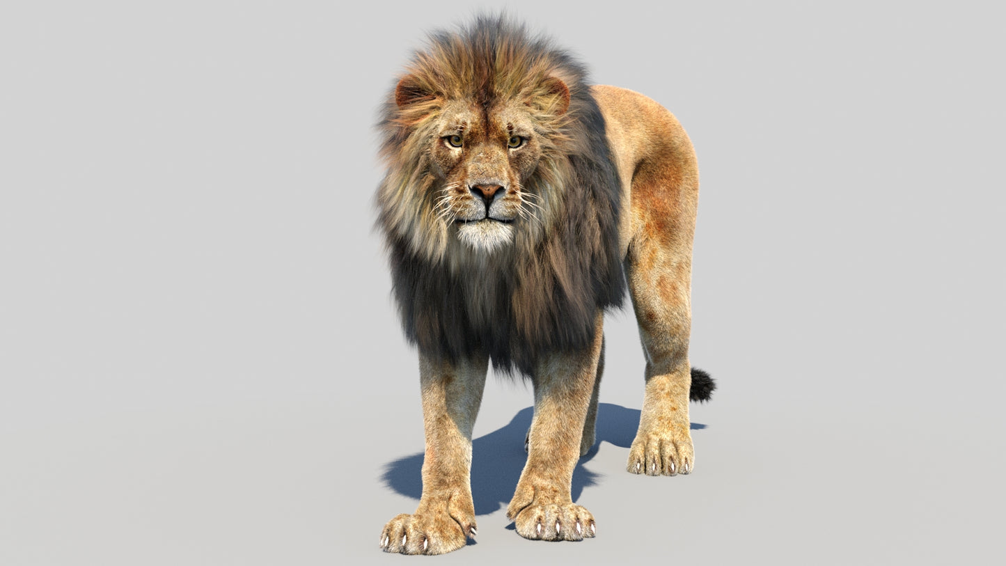 Animated Lion 3D Model Fur
