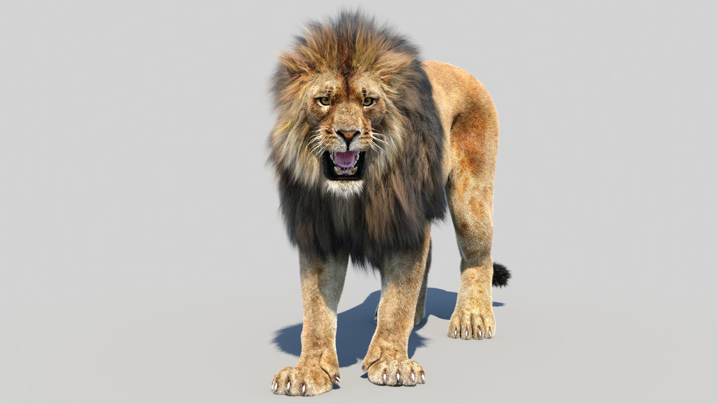Animated Lion 3D Model Fur