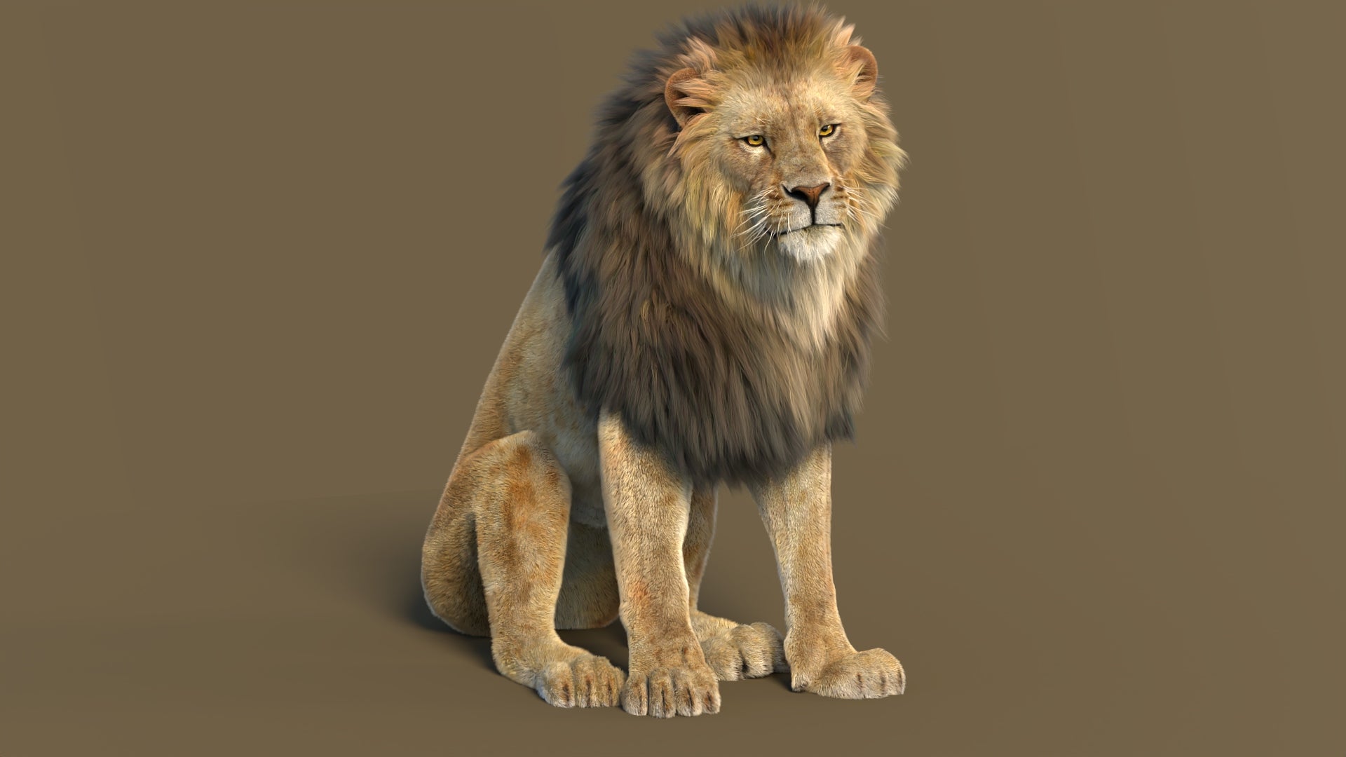 3D Lion model for download:- sitting on a brown background