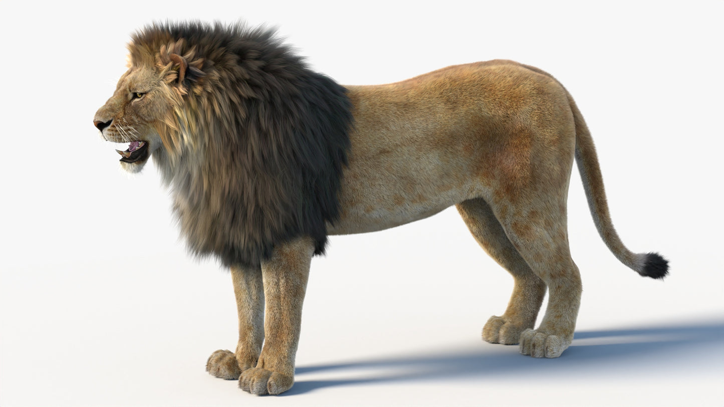 Big Cat 3D Model Rigged Animated Fur Bundle