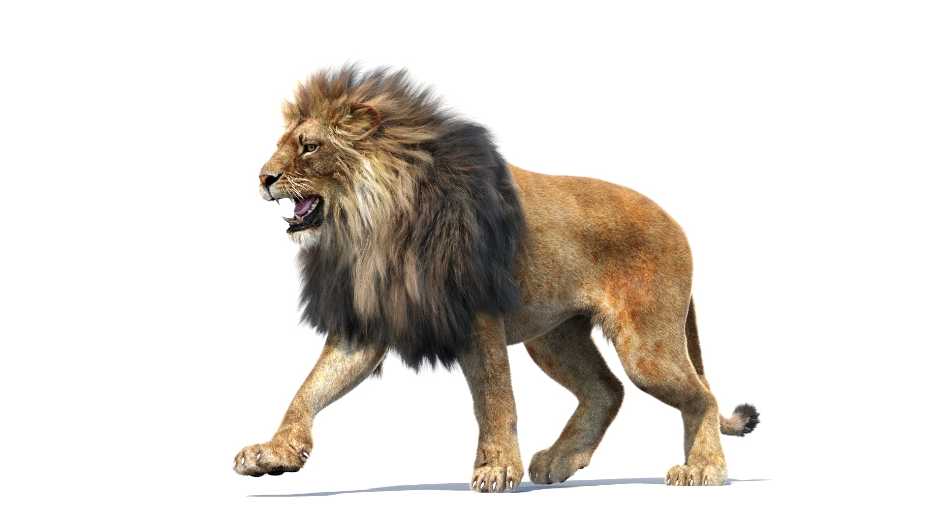 Animated Lion 3D Model with Fur - Walking