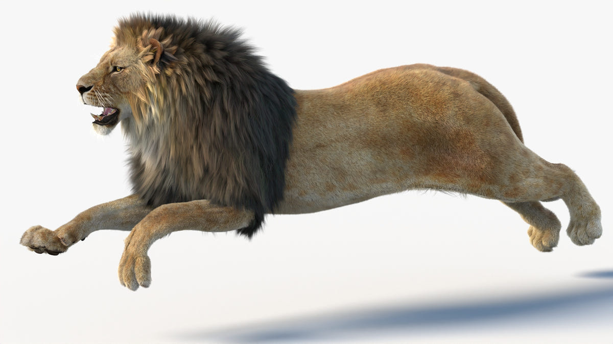 Animated Lion Family 3D Models – Lion, Lioness and Cub
