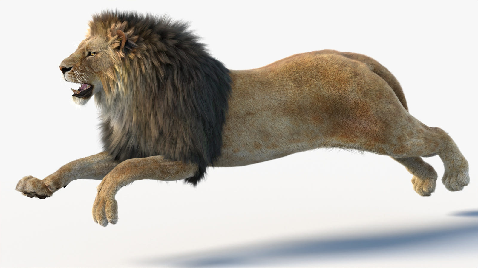 Realistic Running Lion 3D Model with Fur