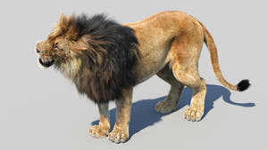 Animated Lion 3D Model with Fur- Roaring Angry Thumbnail