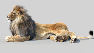Animated Lion 3D Model with Fur - Laying Down Pose Thumbnail