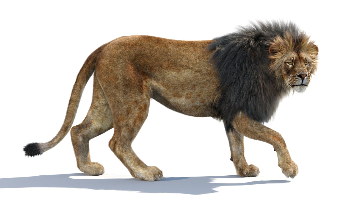 Animated Lion 3D Model with Fur - Looking aside
