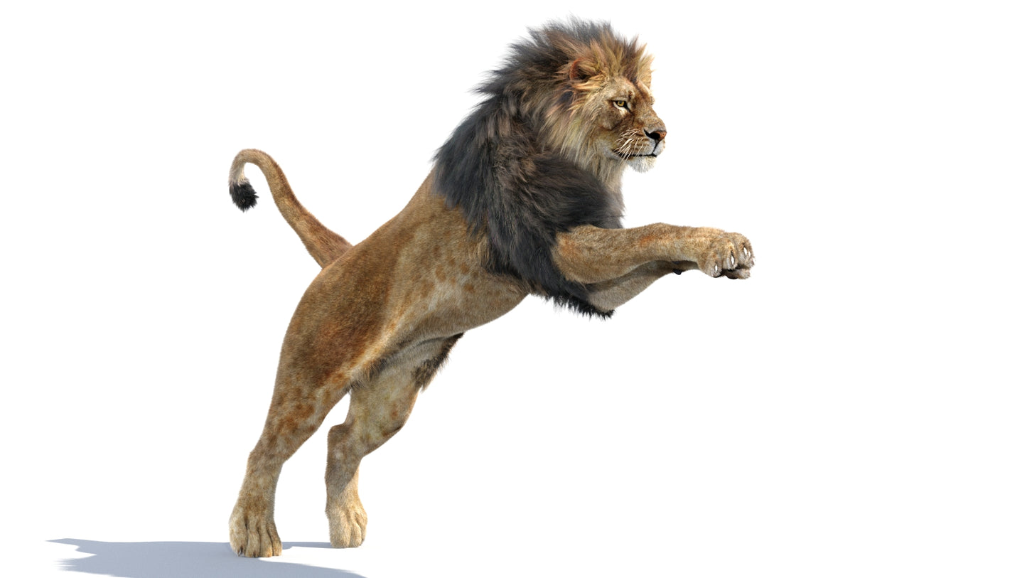 Animated Lion 3D Model Fur