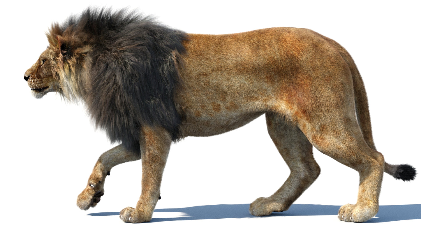 Animated Lion 3D Model Fur