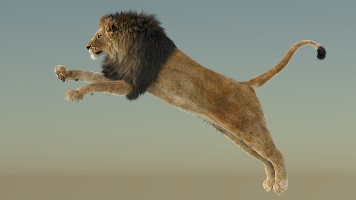 Jumping Lion 3D Model with Realistic Fur