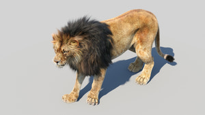 Animated Lion 3D Model with Fur - Hunting Thumbnail