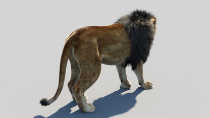 Animated Lion 3D Model Fur