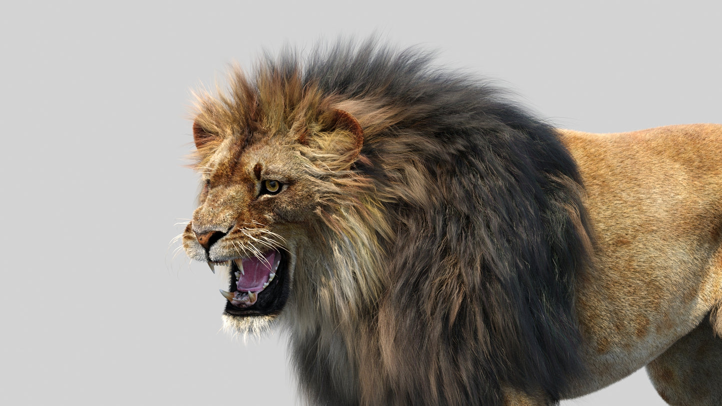 Animated Lion 3D Model Fur