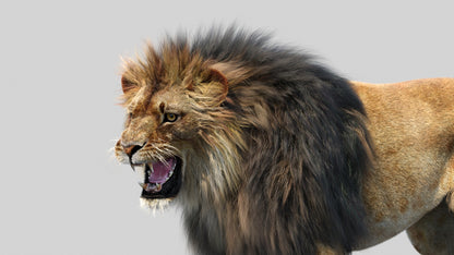 Animated Lion 3D Model Fur