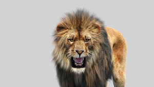Animated Lion 3D Model with Fur - Angry Close Up Thumbnail