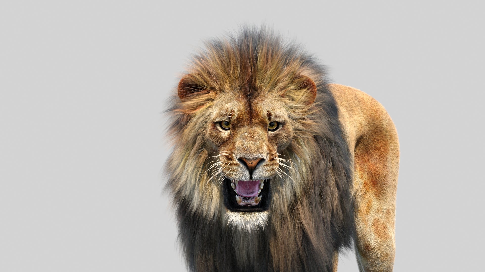 Animated Lion 3D Model with Fur - Angry Close Up