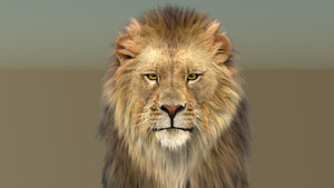 Photorealistic lion 3d model: Head close up rendering Thumbnail