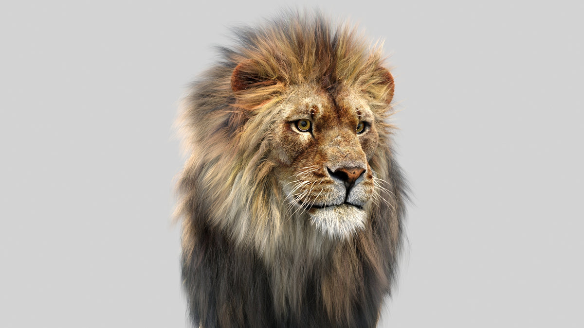 Animated Lion 3D Model with Fur Head close up