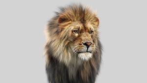 Animated Lion 3D Model with Fur Head close up Thumbnail