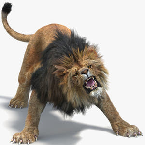 Animated Lion with Fur Two Colors 3D Model Thumbnail