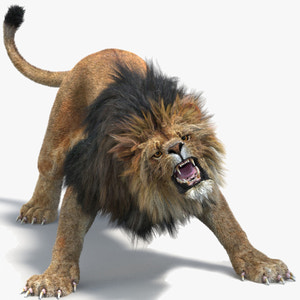 Animated Lion with Fur Two Colors 3D Model Thumbnail