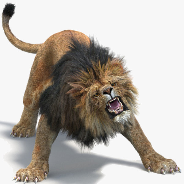 Animated Lion with Fur Two Colors 3D Model
