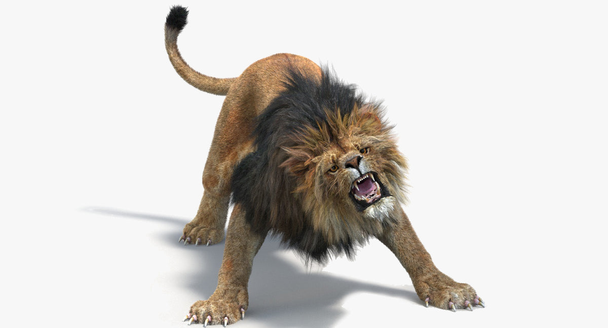 Lion roaring 3D model animated V-Ray Renderer