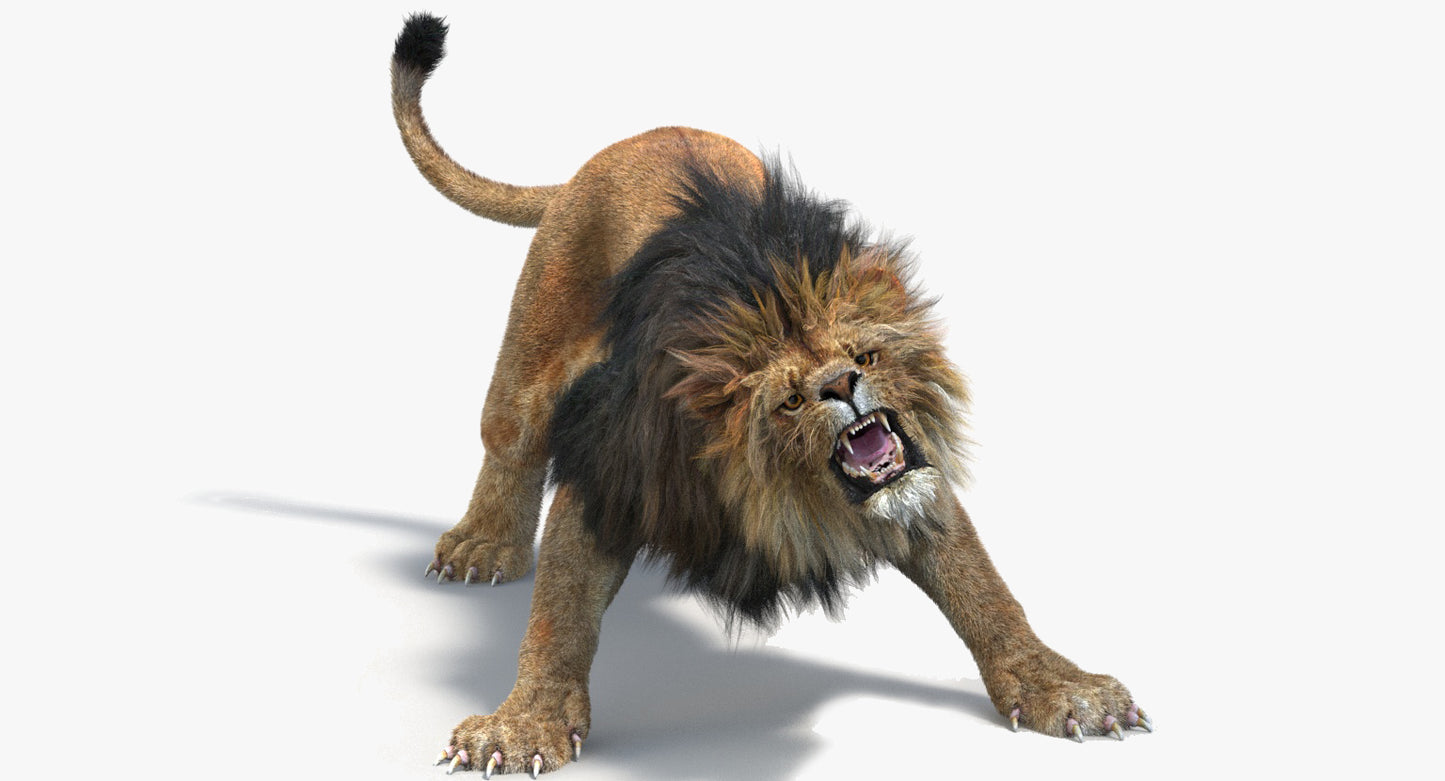 Animated Lion with Fur Two Colors 3D Model