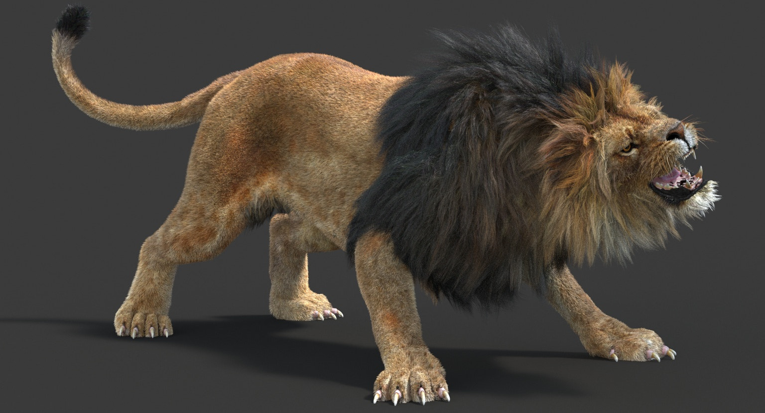 3D rendered lion model with hair ad fur on a dark background