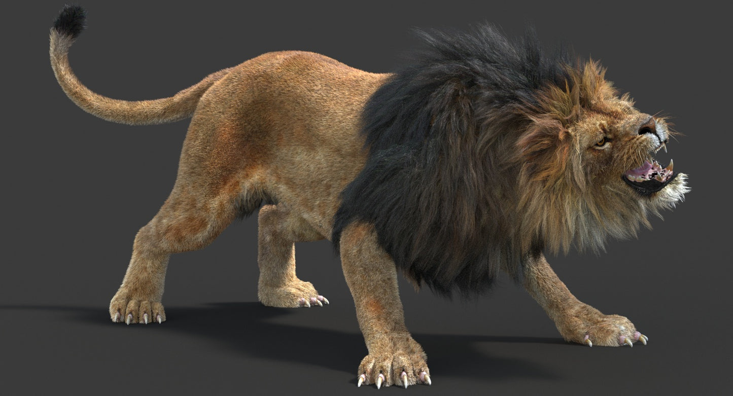 Animated Lion with Fur Two Colors 3D Model