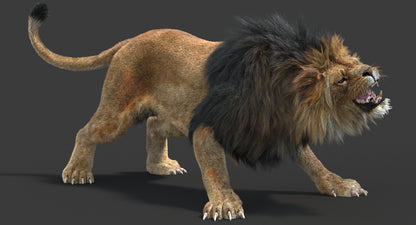 Animated Lion with Fur Two Colors 3D Model