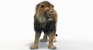 Lion 3d model standing on a white background Thumbnail