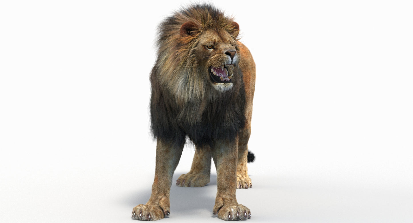 Animated Lion with Fur Two Colors 3D Model
