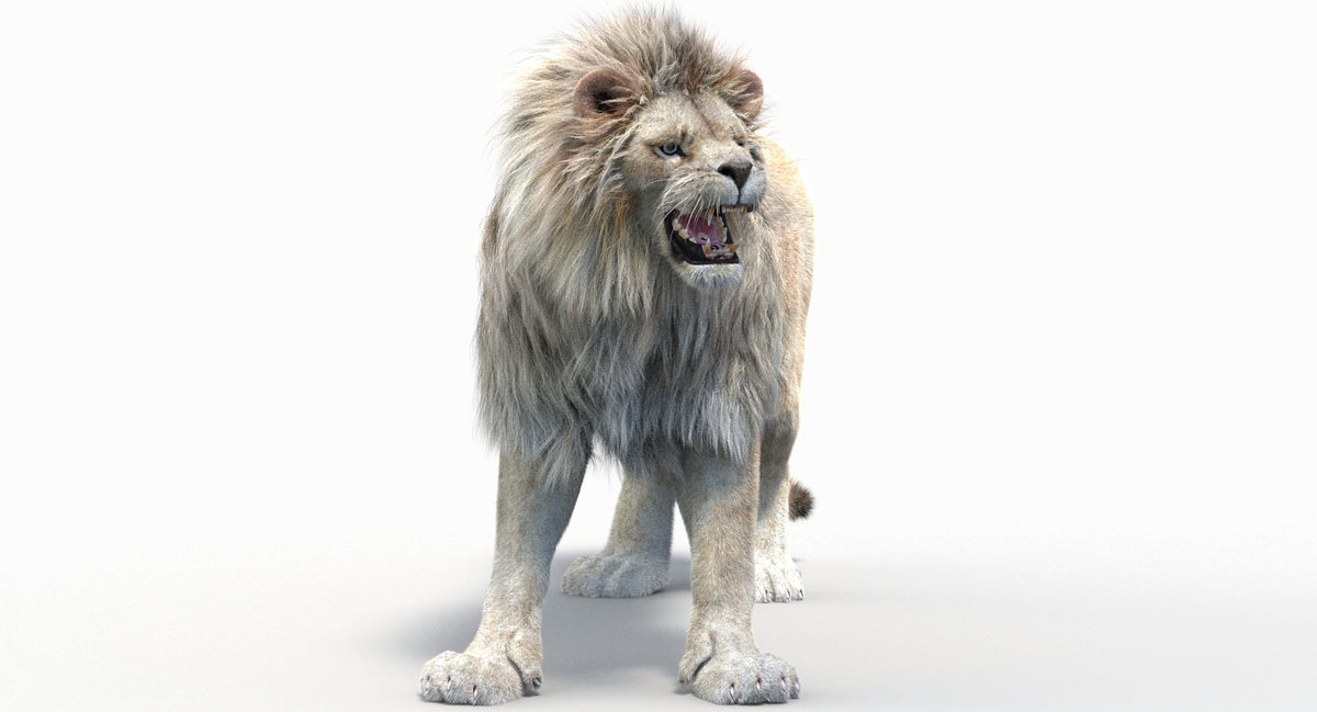 White 3D Lion model standing on a white background Vray Renderer