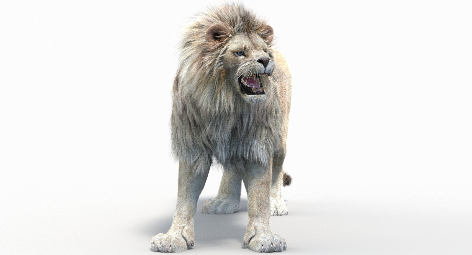 White 3D Lion model standing on a white background Vray Renderer