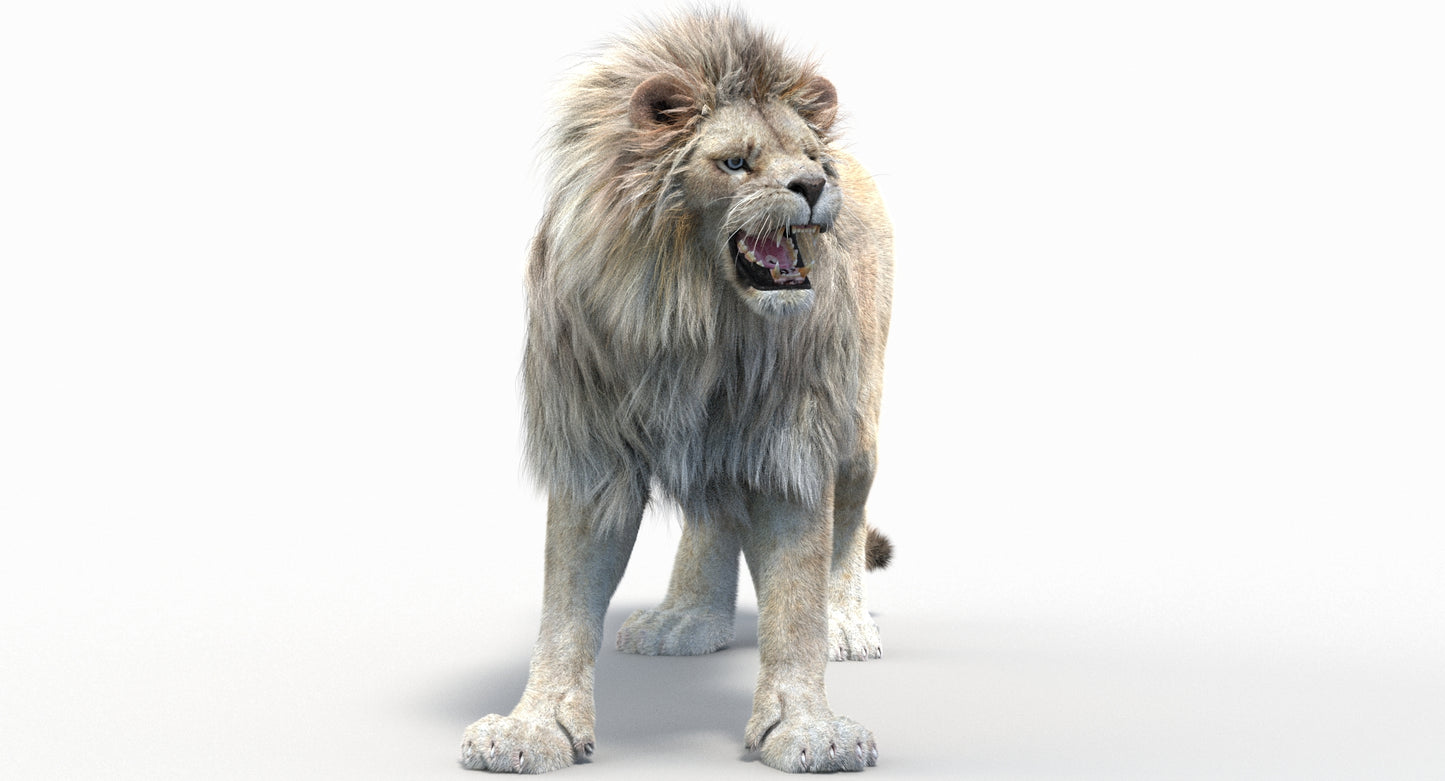 Animated Lion with Fur Two Colors 3D Model