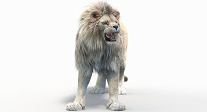 Animated Lion with Fur Two Colors 3D Model