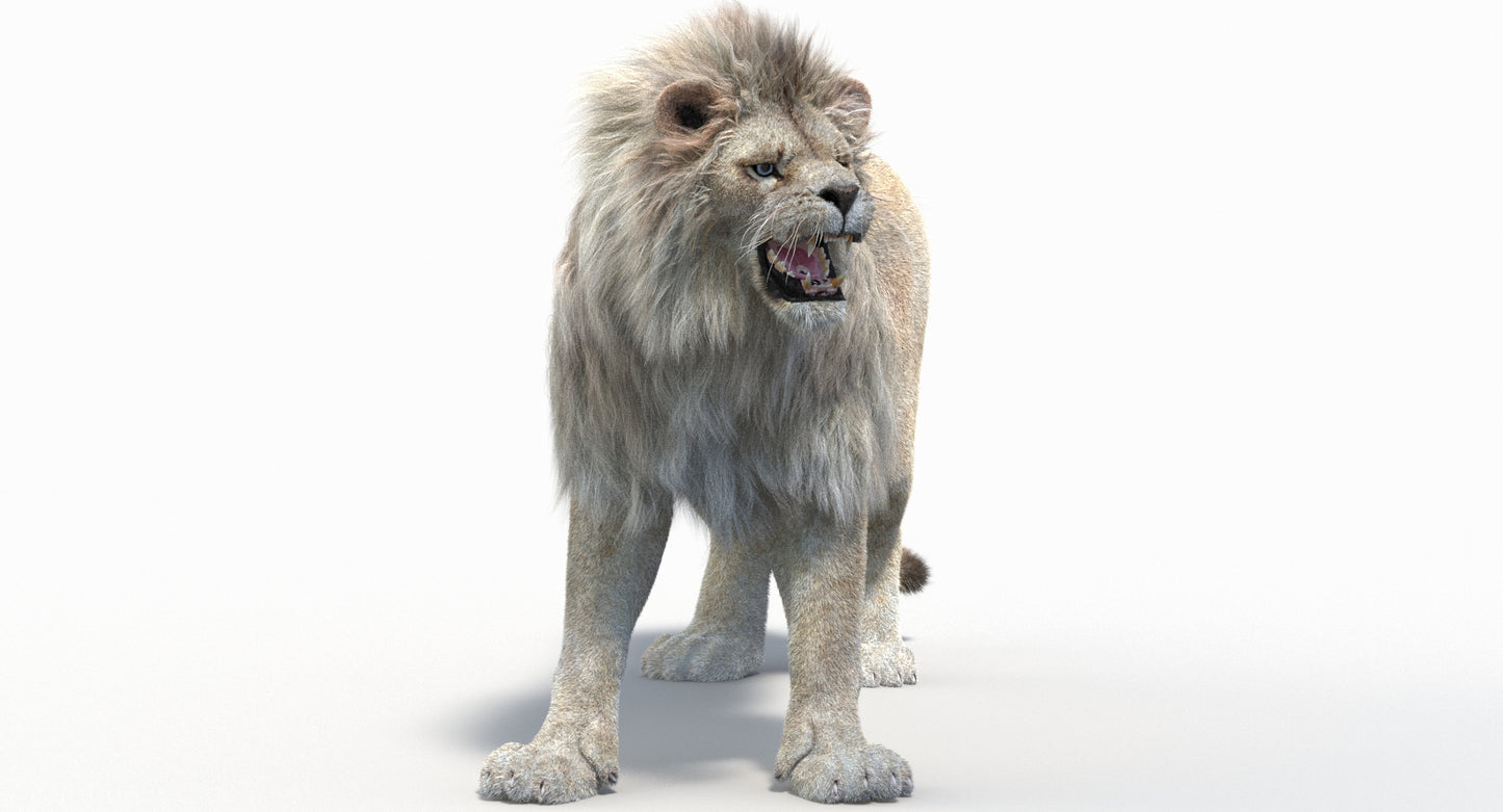 Animated Lion with Fur Two Colors 3D Model