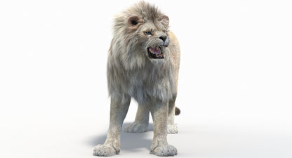 Animated Lion with Fur Two Colors 3D Model