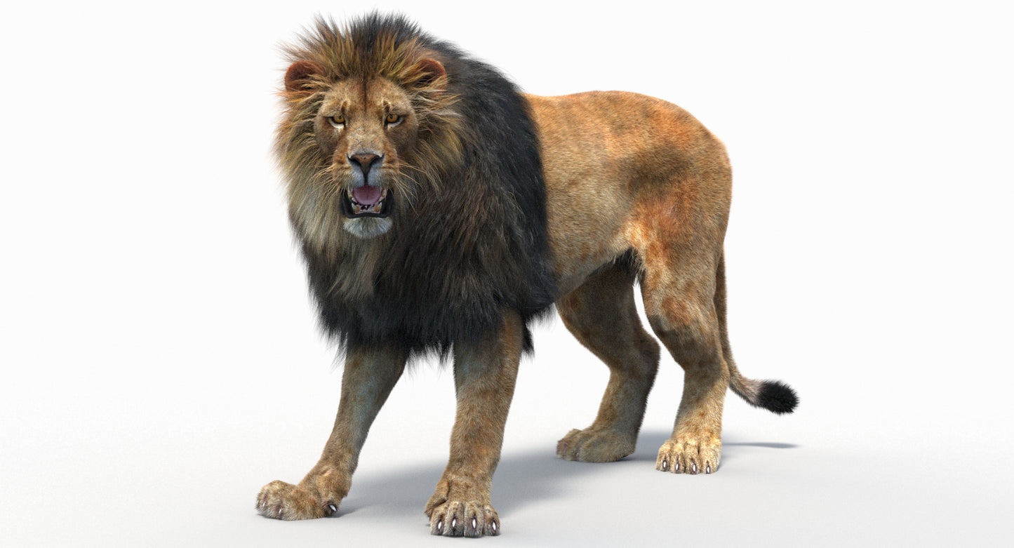 Animated Lion with Fur Two Colors 3D Model