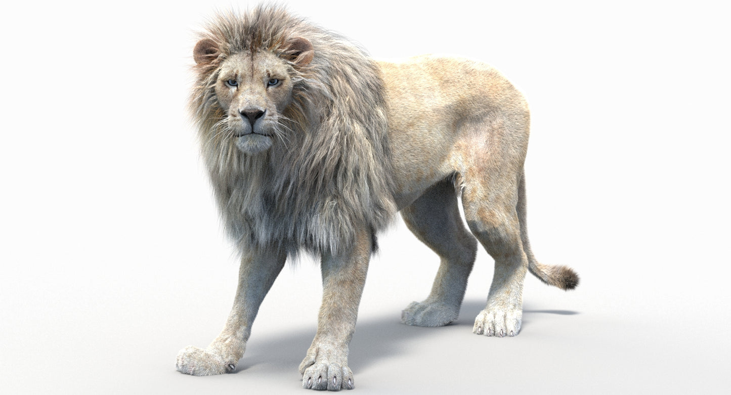 Animated Lion with Fur Two Colors 3D Model