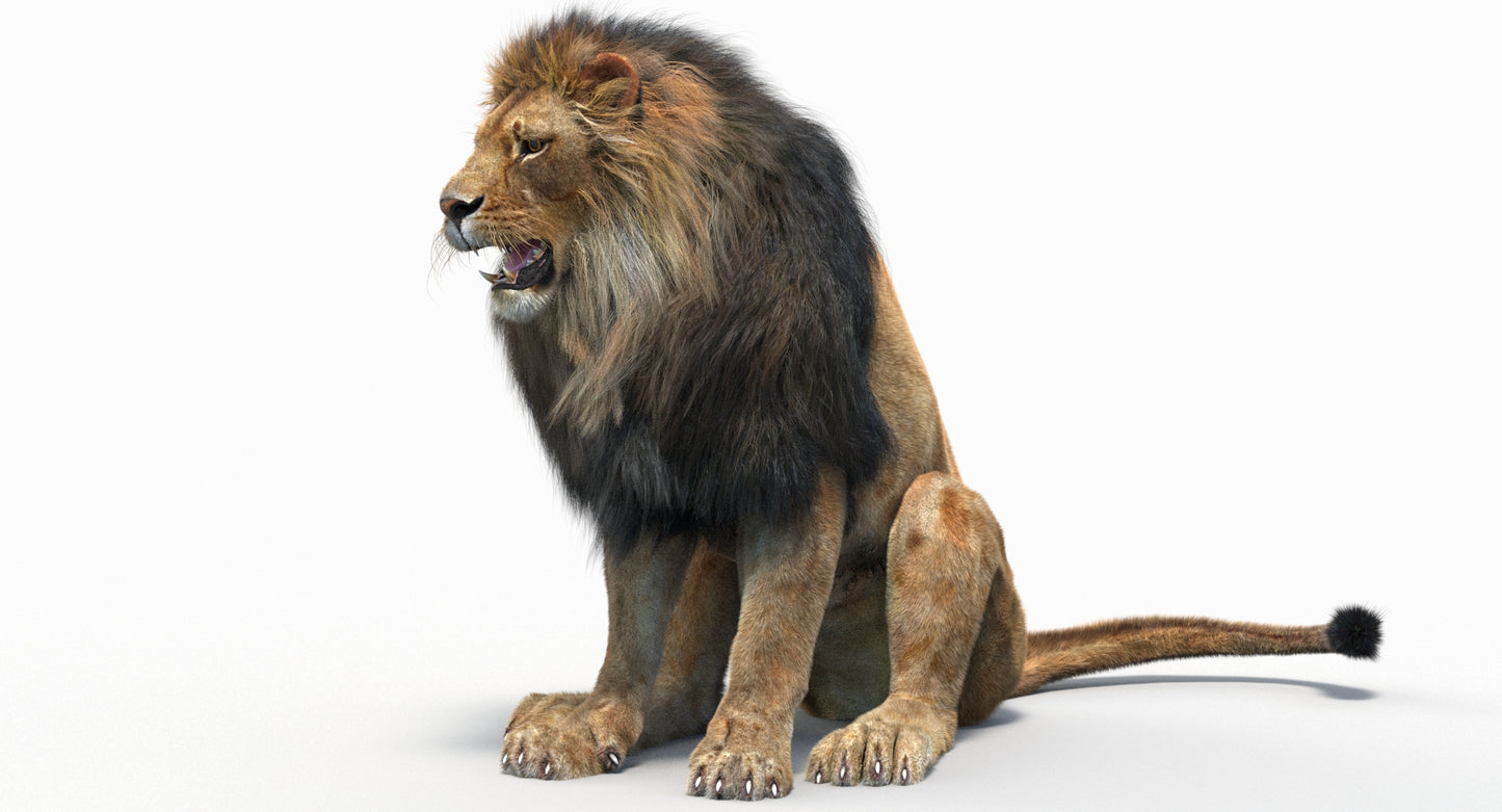 Animated Lion with Fur Two Colors 3D Model