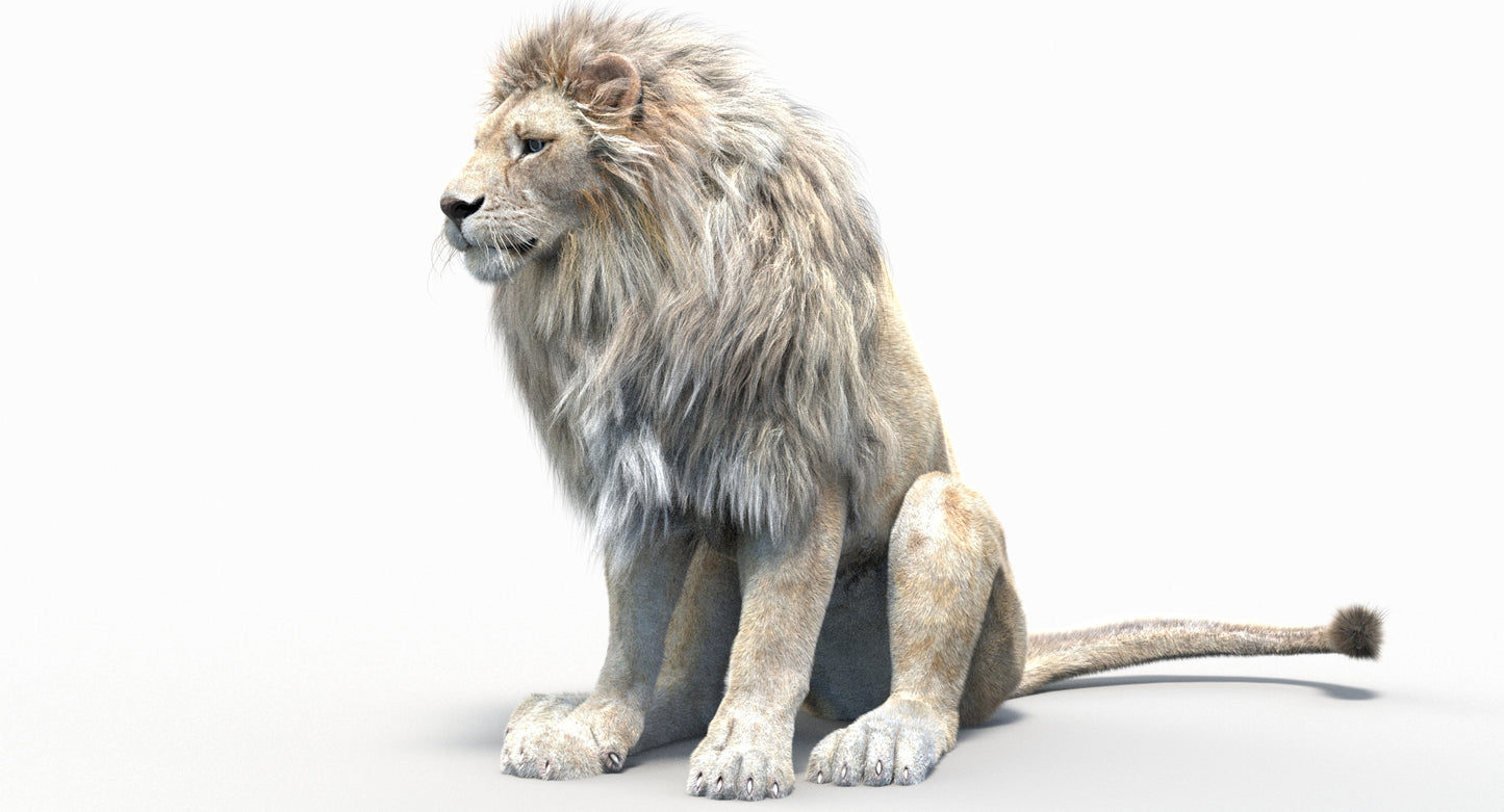 Animated Lion with Fur Two Colors 3D Model