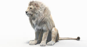 Animated Lion with Fur Two Colors 3D Model Thumbnail